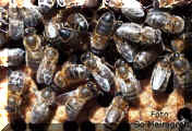 bi-mellifera1.jpg (59601 byte)