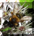 sbi-0604=26.jpg (31437 byte)